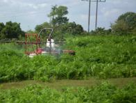 Spraying on Tunstall Common